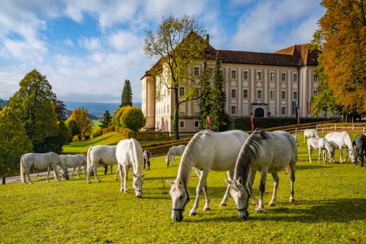 Lipizzanergestüt Piber — Foto 1