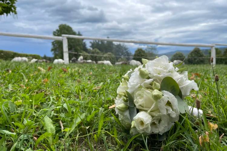 Lipizzanergestüt Piber — Foto 5