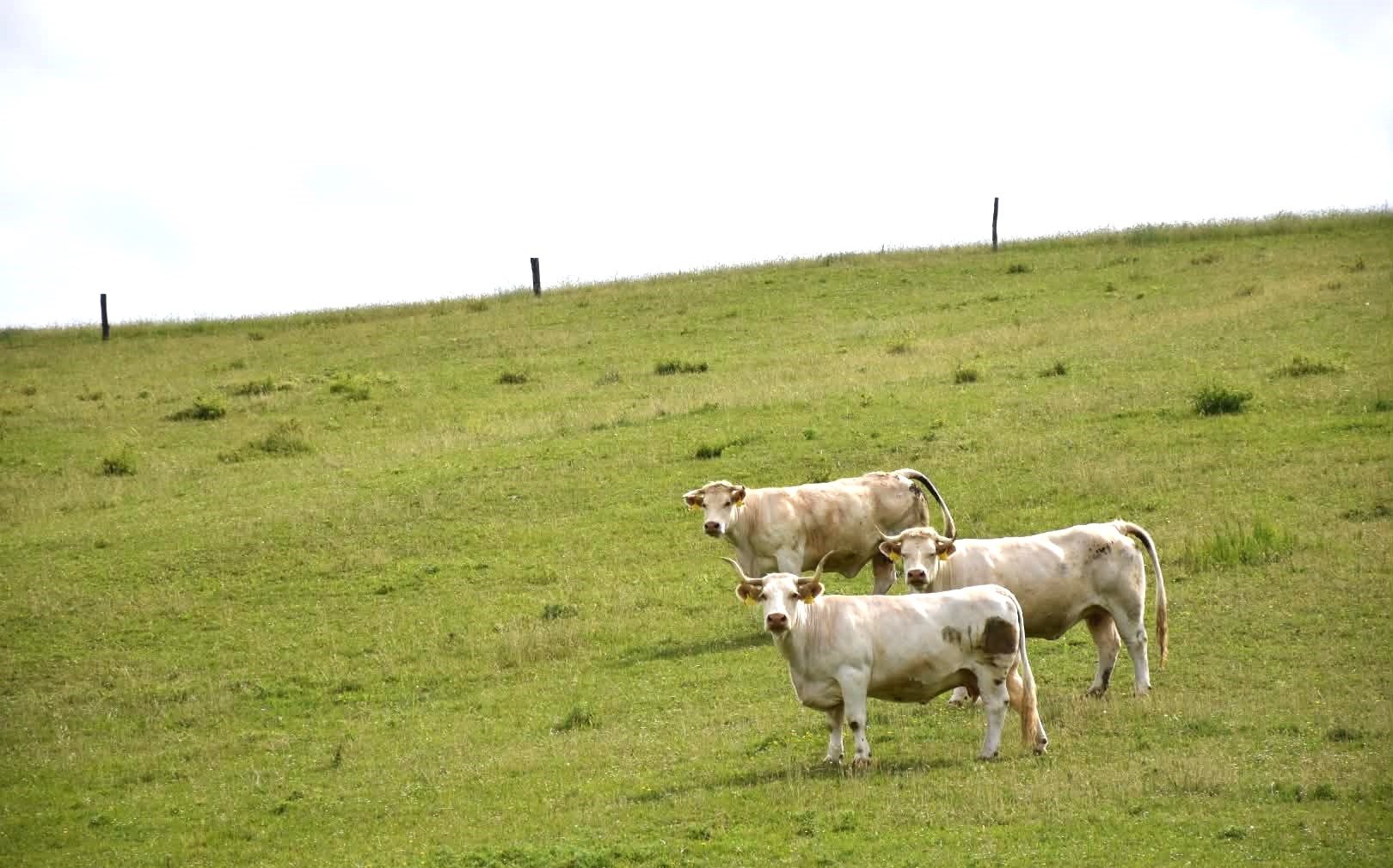 Zselicvölgy Szabadidőfarm — 10. fotó