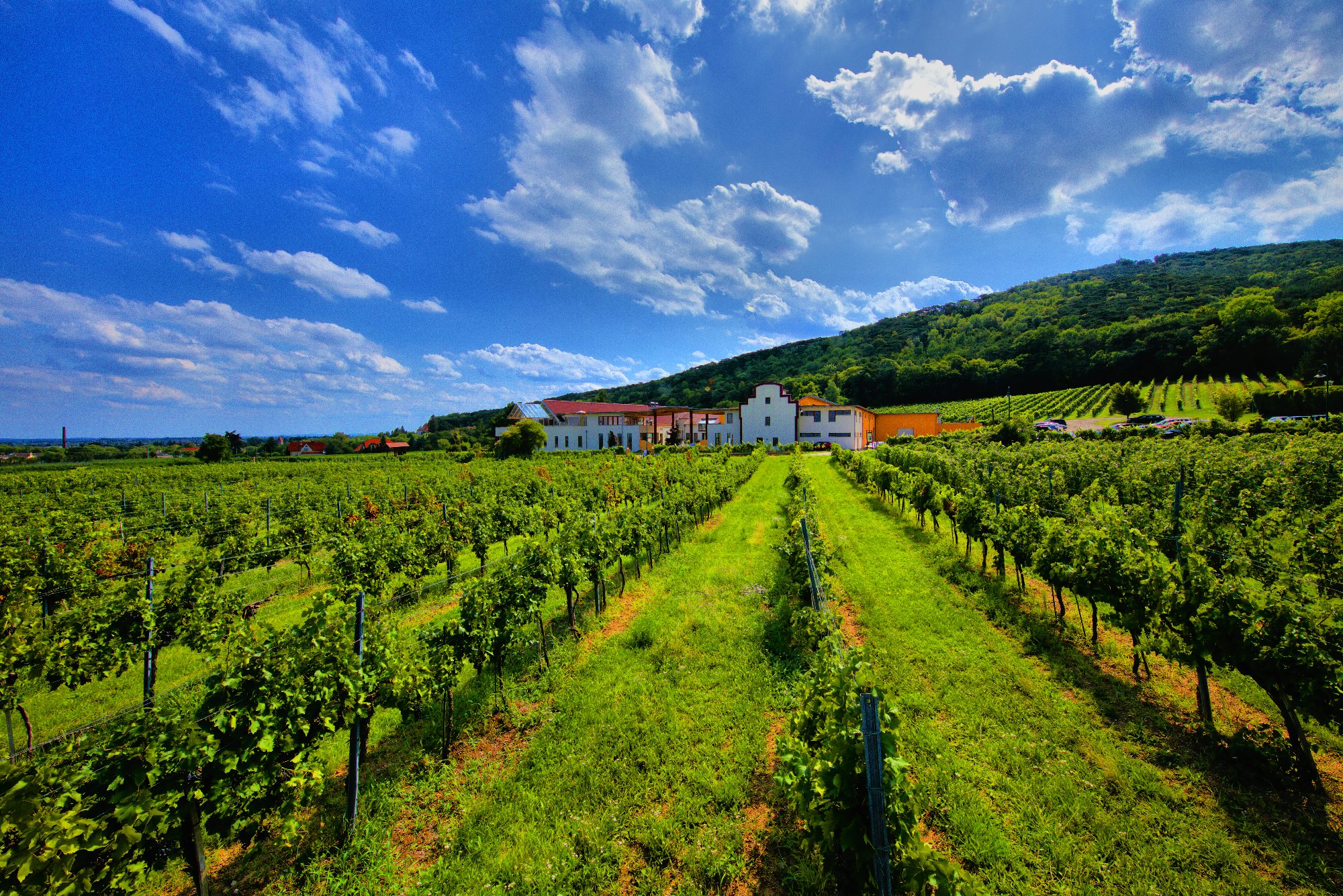 Weingut Schlossberg Bad Voeslau — Foto 2